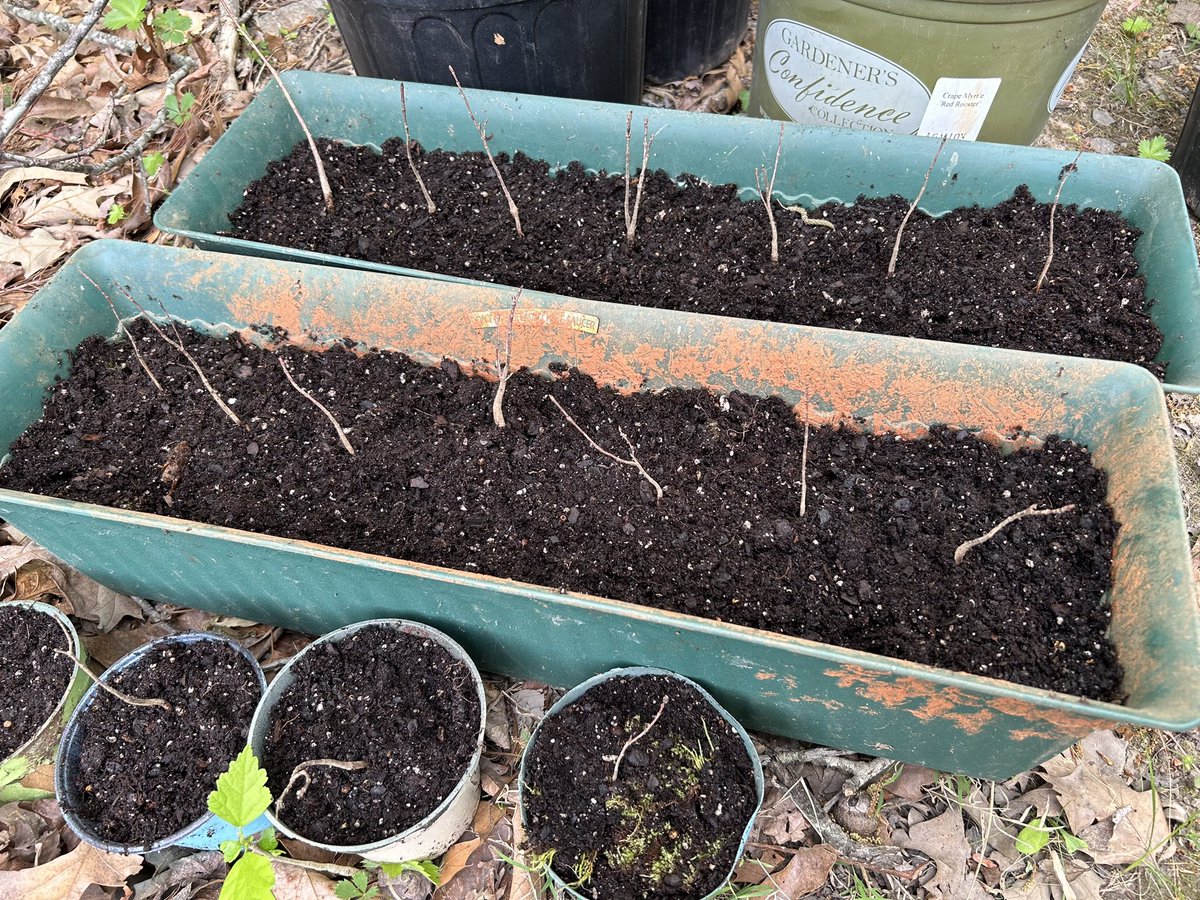 When the Department of Forestry says they'll sell you seedlings, they really mean freshly hatched little sticks.