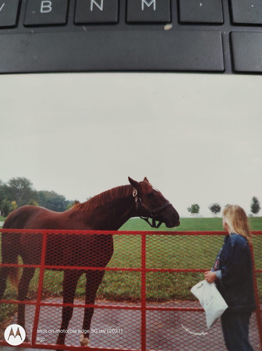 Alydar photo taken October 1990. Might it be one of the last known pictures of him?