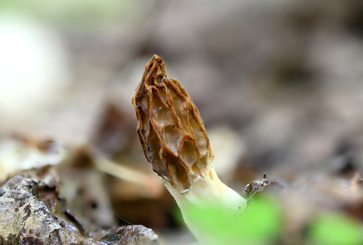 dcfeng's tweet image. My first morel!