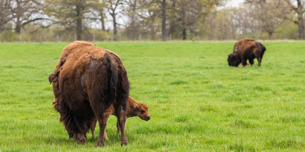 Spring has officially sprung at Fermilab! We're excited to announce that the first (and second) baby bison have been born! 🦬 #bison #Fermilab #spring