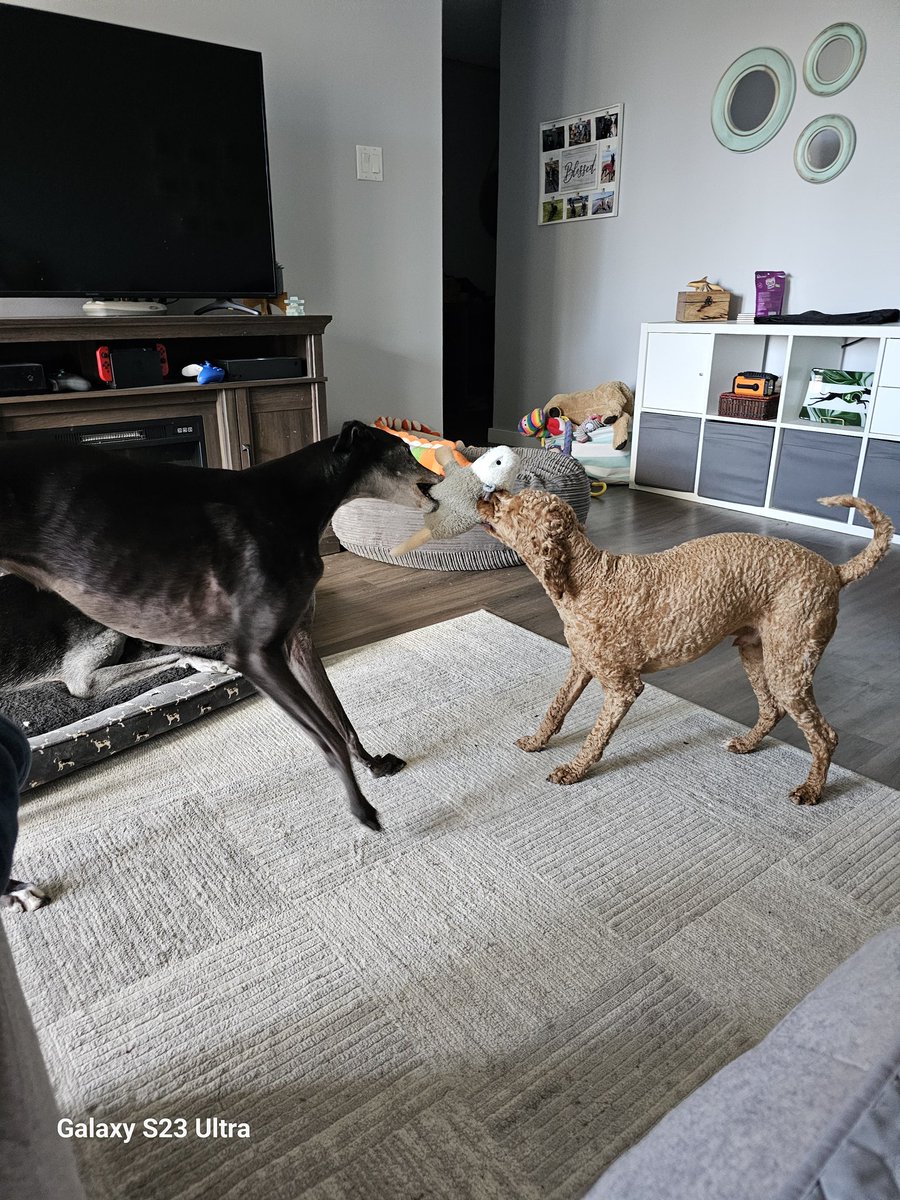 A game of tug of war is happening in my living room ... #GreyhoundsOfX