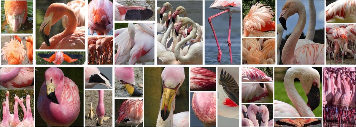 If you'd like to find out more about International Flamingo Day, there's a Flamingo Blog post just for you! wwt.org.uk/wetland-centre… #InternationalFlamingoDay