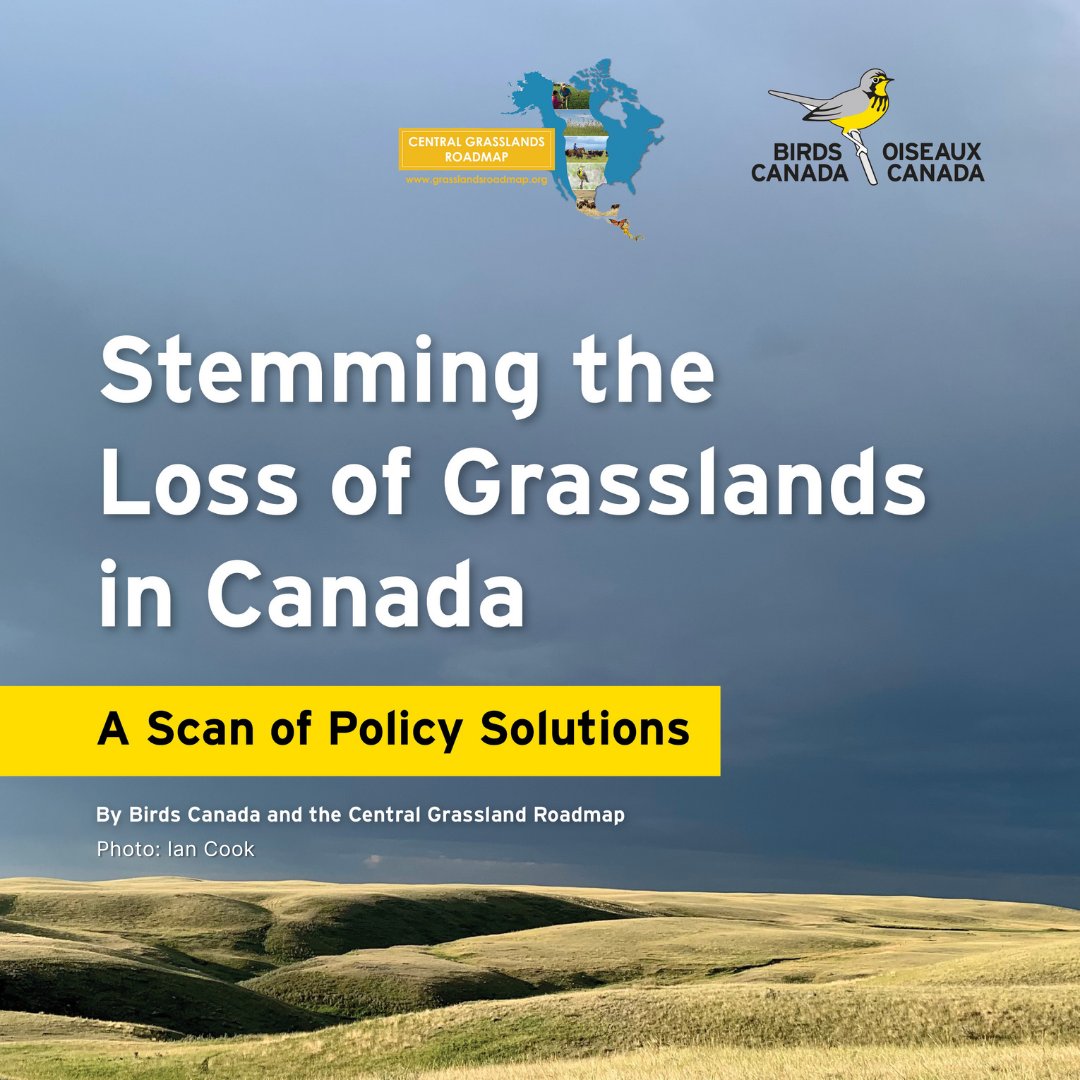 Grassland birds are disappearing at an alarming rate. Our new policy report published in partnership with Central Grasslands Roadmap highlights policy changes that can protect our grasslands. Full report and webinar here: tinyurl.com/49ncf62h