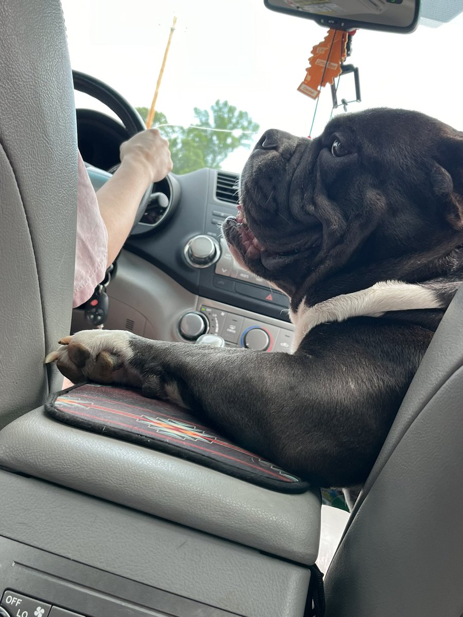 Sittin like the big man he is 

#americanbully #bulldog #dog