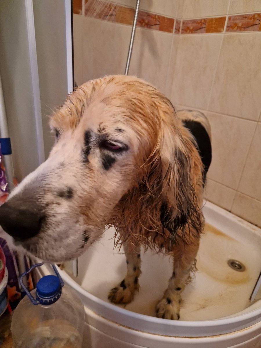 Someone was taken for an hour's walk off-lead this afternoon. The same someone who added a totally illegal 90 minutes of pheasant-chasing, and returned looking like this.