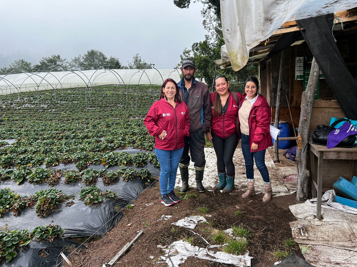 El Grupo Élite por la Equidad de Género de la Territorial Cundinamarca, realizó asistencia técnica rural en cultivos de fresa en el municipio de Sibaté, con el fin de caracterizar y sensibilizar en materia de formalización y riesgos Labores. #MinTrabajoEnTerritorio