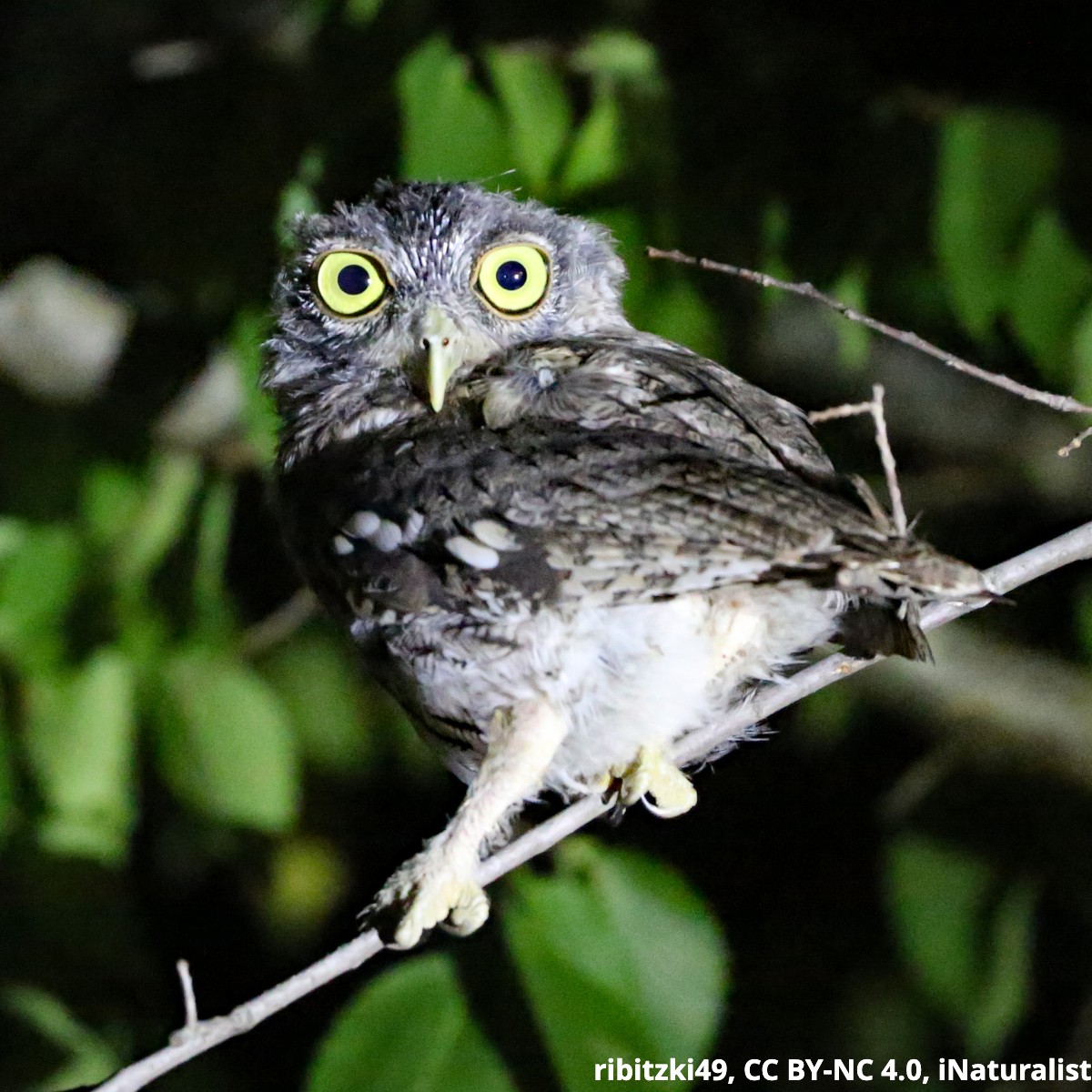 Hoo is this big-eyed bird? The Eastern Screech-Owl that’s hoo! This bird of prey is on the smaller end–about the size of a robin–and inhabits woodlands in the eastern USA. Despite its name, its calls sound more like soft trills than screeches.