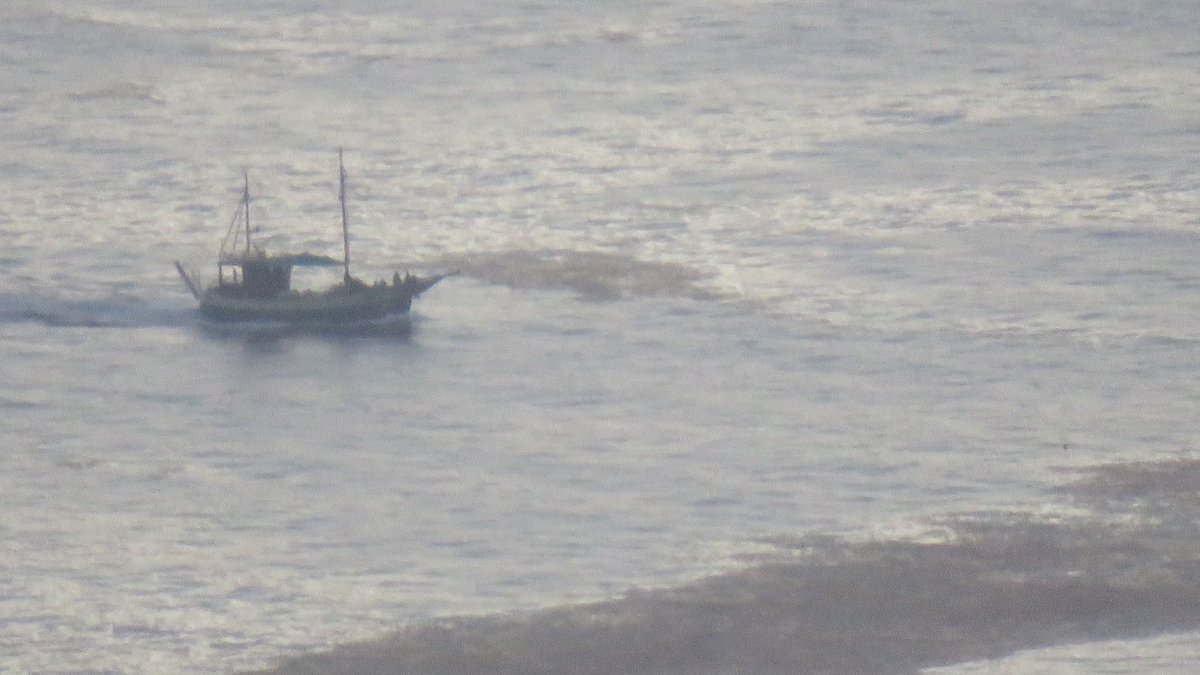 More Sargassum Algae heading towards Tazacorte on #LaPalma