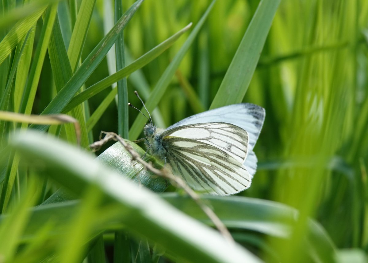 Singing Blackcap,Treecreeper,peak Bluebell time and a Green Veined White #butterfly #Springtime @WoodlandTrust Everdon Stubbs #Northamptonshire. @Naturalcalendar @BedsNthantsBC No Marsh Tit though....