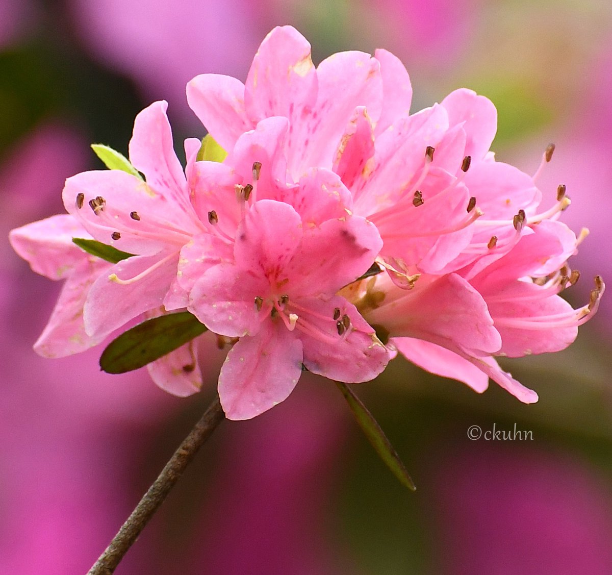 🌸🌿❤️🩷#FlowersOnFriday #FloralFriday #PinkFriday #Azaleas #FlowerPhotography #Flowers #Gardening #Garden #AprilSpringBlooms #Spring