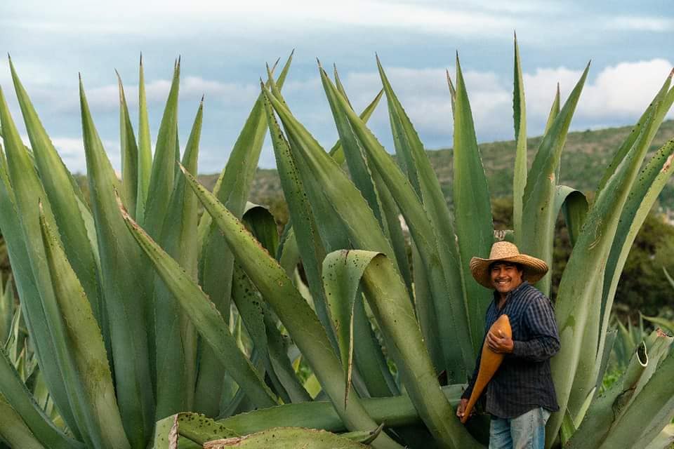 ➡️El Tlachiquero Boyé: consolidación de 4 generaciones de pulqueros en Cadereyta

#Cultura| La Pulquería “El Tlachiquero Boyé” es un negocio familiar originario de la comunidad de Boyé en #Cadereyta de Montes que ha ido evolucionando de manera exitosa por 4 generaciones