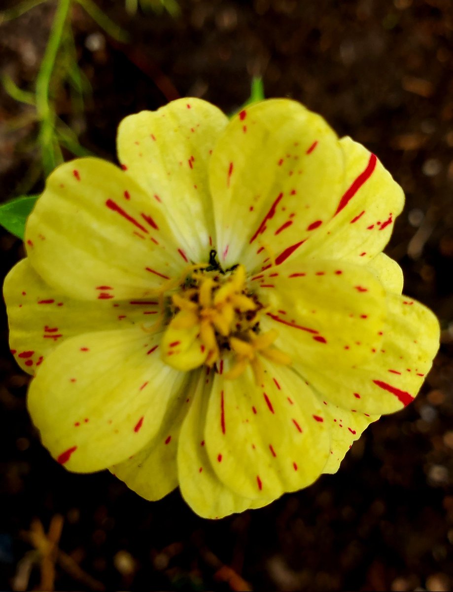 Today's bloom is a candycane zinnia.