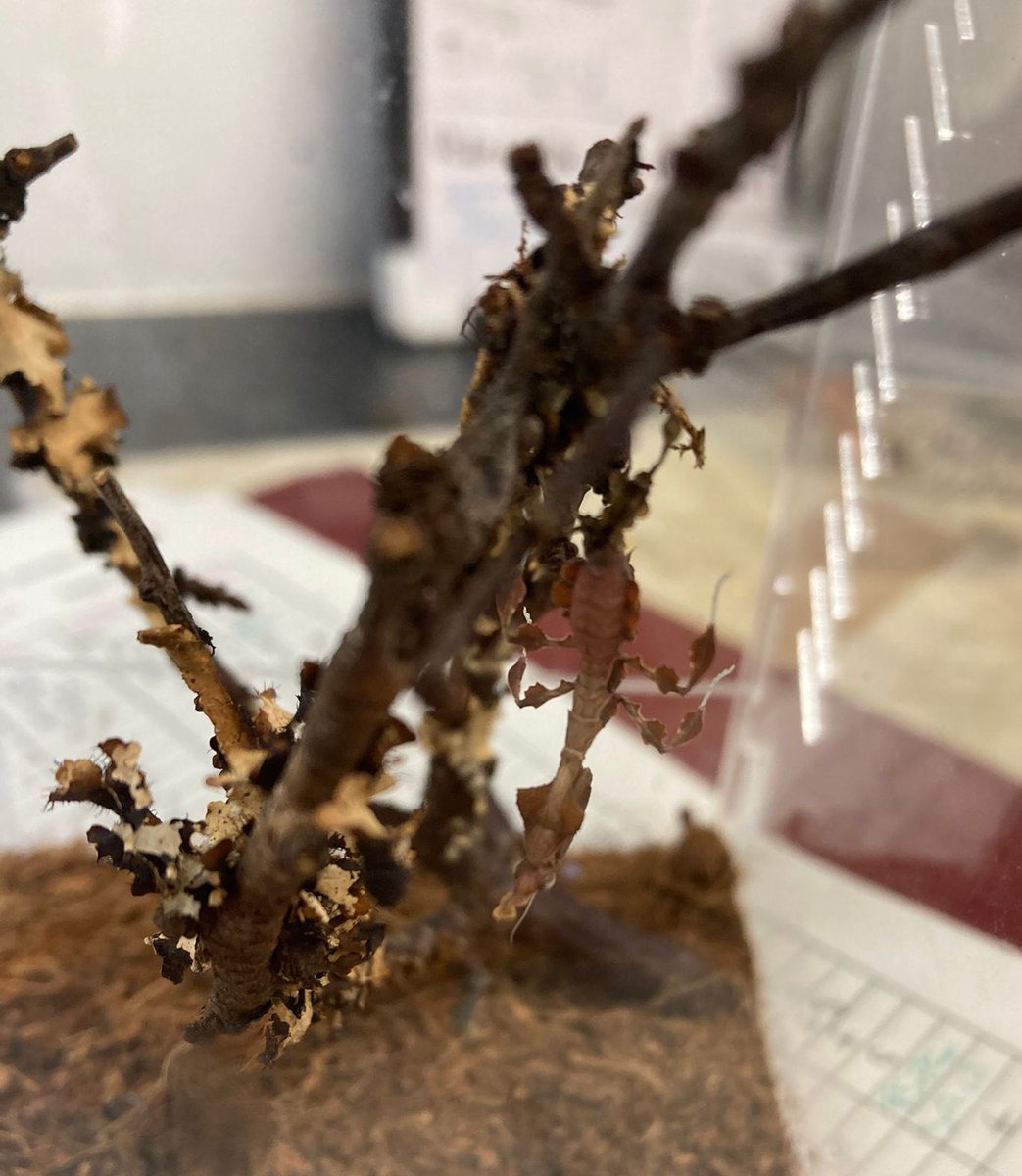 Our ghost mantis moulted successfully and is now hanging upside-down once again pretending to be a dead leaf! 🤩. #TropicalBugZoo #BugZoo #TheBugFarm 📸 Emily Sheehan