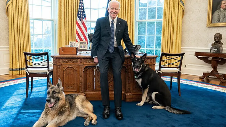 Dogs love Joe.