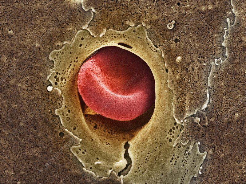This is a coloured scanning electron micrograph (SEM) of a red blood cell (erythrocyte) squeezing through a capillary. 

This is where the oxygen-exchange with the surrounding tissues happens. Magnification: 9000x.

[🔬 SciencePhotoLibrary]