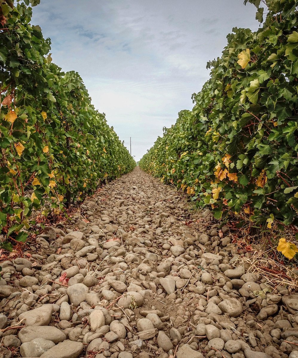 #FunFactFriday! In #WallaWalla an ancient cobblestone riverbed defines the area to the south, a sub-appellation called the Rocks District of Milton- Freewater AVA, (in OR). The cobblestones absorb the sun’s heat, radiating it to the roots & #grapeclusters