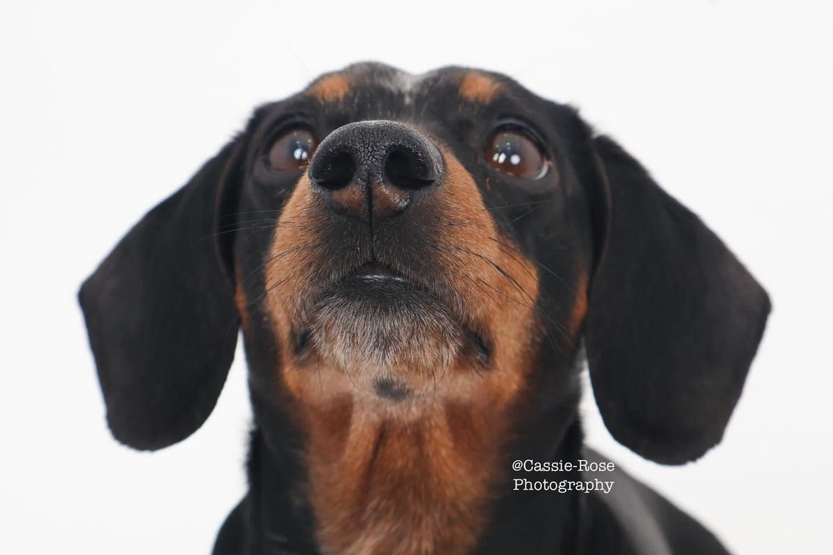 🐾Handsome Guy🐾
Loved meeting this beautiful & very characterful little guy in our studio. Contact us to book your dog in for their photoshoot. Their humans can also feature in the shoot! #petphotography #photography #studiophotography #portraitphotography #dogphotography