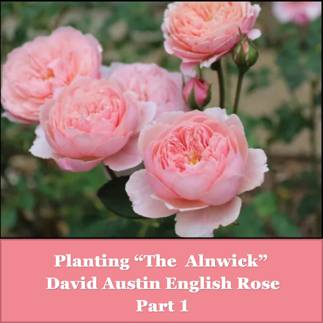 🎉 Today's the day! I am planting my bareroot 'The Alnwick' @DAustinRoses in my back garden. Follow the process at instagram.com/p/C6PMvUAy9VF/. #rosegardening #englishcottagegarden #bluewillowcottagegarden #roses