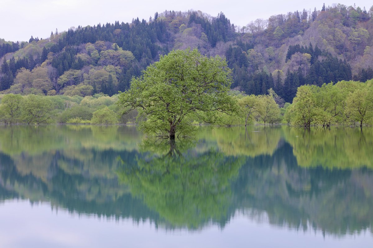 早起きしてちょっとお散歩🥰
#白川湖水没林 #水没林 #landscapephotography #ファインダー越しの私の世界 #写真好きな人と繋がりたい #湖 #キリトリセカイ #飯豊町 #山形県 #リフレクション