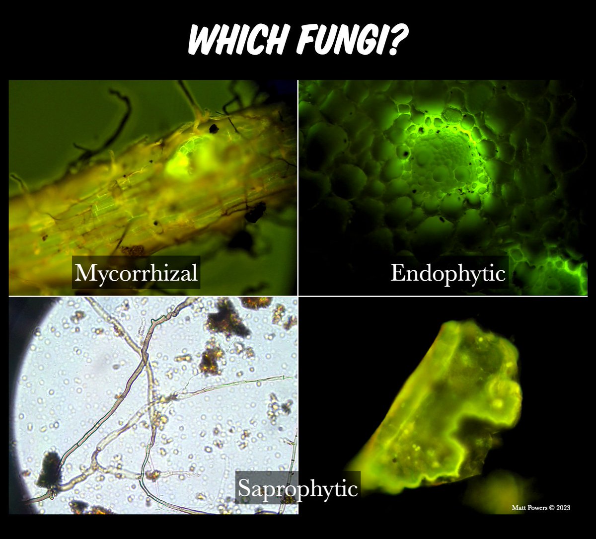 #Mycorrhizal #Fungi = <33-50% of carbon sequestration, increases surface area of roots <10,000x, increases P uptake by <10,000x, & increases drought resistance, heavy metal buffering, & N-fixation + too much to list here!!!!!! #Endophytes = <45% of N provided internally, <45-50%…