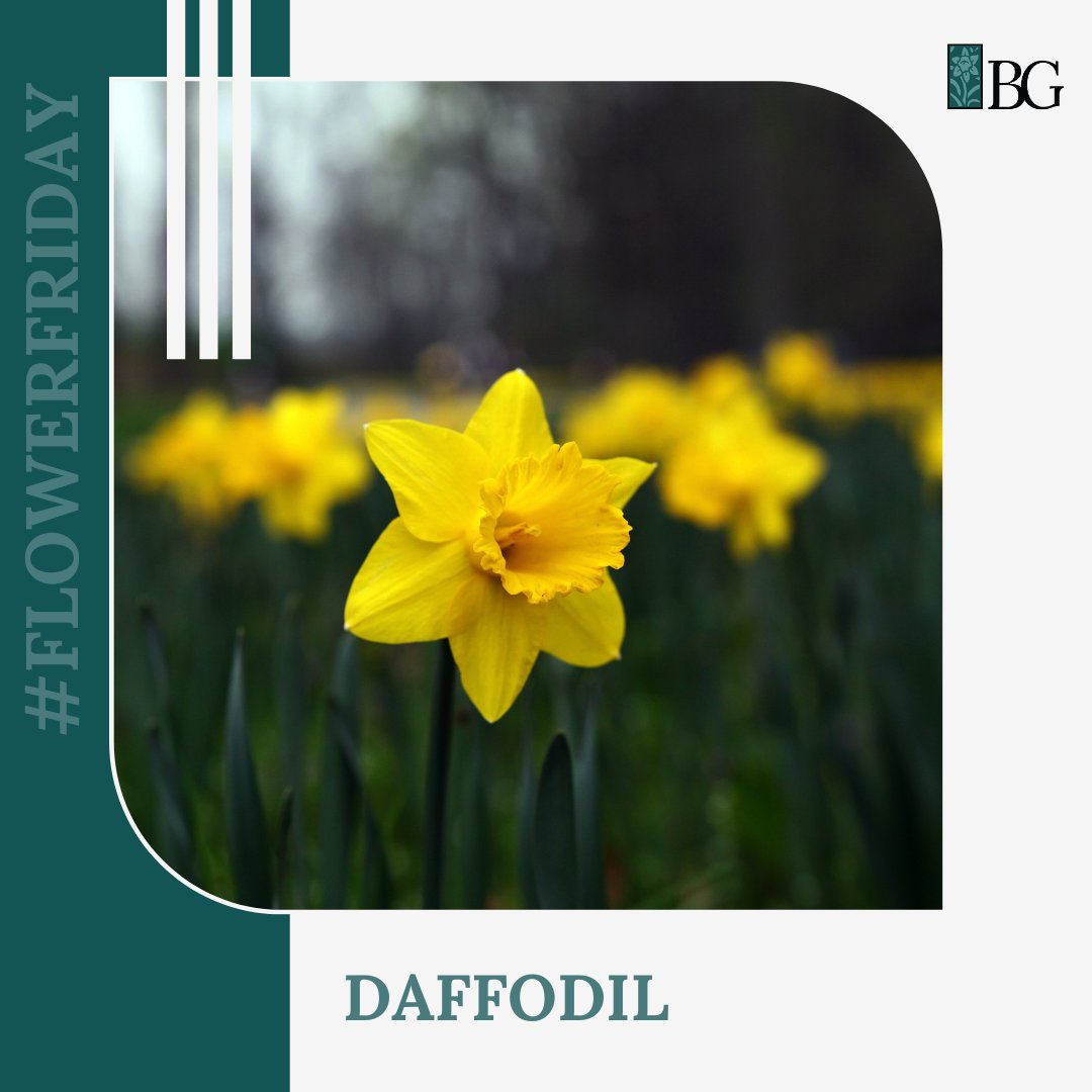 Daffodils are quintessential spring bloomers, heralding the arrival of warmer days and adding vibrant hues to our gardens. Also, April has been deemed #DaffodilMonth here in NL and Canada, in support of the @cancersociety.

boweringgardens.com/flower-friday-… #FlowerFriday #HelpHopeBloom