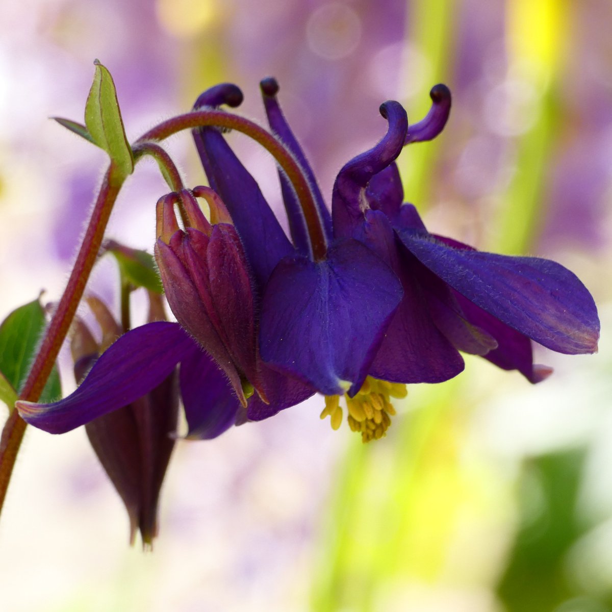 #Columbine, a name so quaint,
Looks like birds in a lovely paint.
Spurs for necks and petals for wings,
#Nature's talent in little things.

🌼🌸

#NaturePhotography #NaturePhoto #photography #flowers #FlowerPhotography #naturesbeauty #NaturalBeauty #Aquilegia #花 #景色 #オダマキ