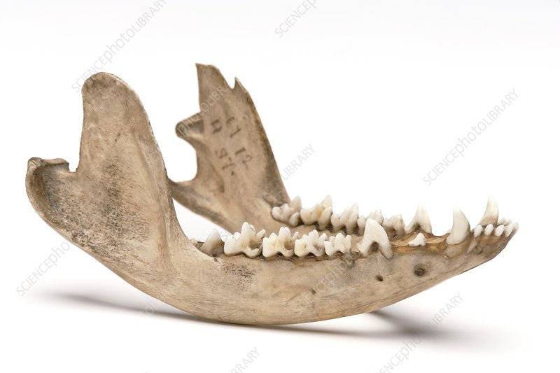 @goinghome looks like an opposum jawbone ?