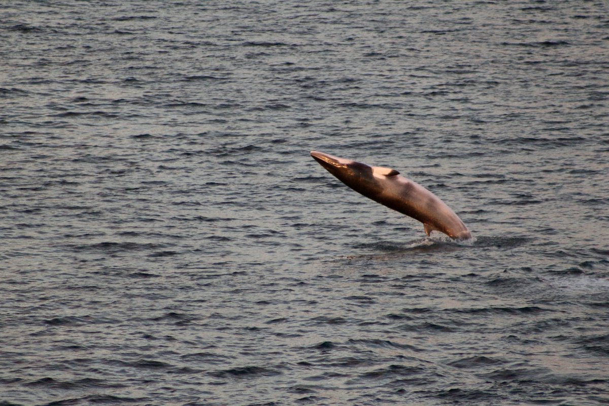 iNat user mclaragil saw this breaching Common Minke #Whale off the coast of #Uruguay and it's our Observation of the Day! More details at: inaturalist.org/observations/2…