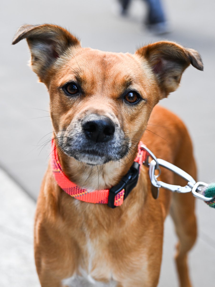 Josh, mix (2 y/o), 31st & Broadway, New York, NY • “I was visiting family in Kentucky, and he was a stray. He was very playful, and my niece was like, he’s so cute, and I said he was joshin’ around. He has tons of energy – we’re on a five mile walk now.”