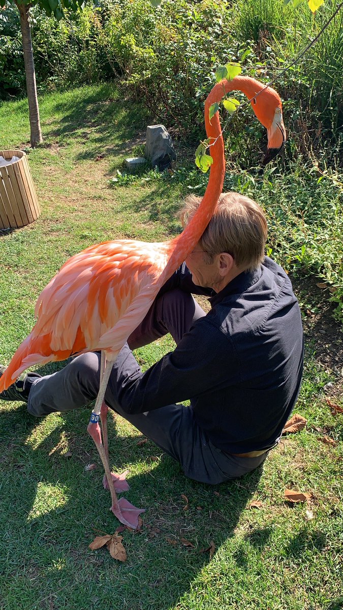 On this #InternationalFlamingoDay, it's worth sharing these pictures of @PolarBears expert Dr. Steve Amstrup hanging out with some @IndianapolisZoo flamingos a few years ago. @FlamingoSpecGrp 1/