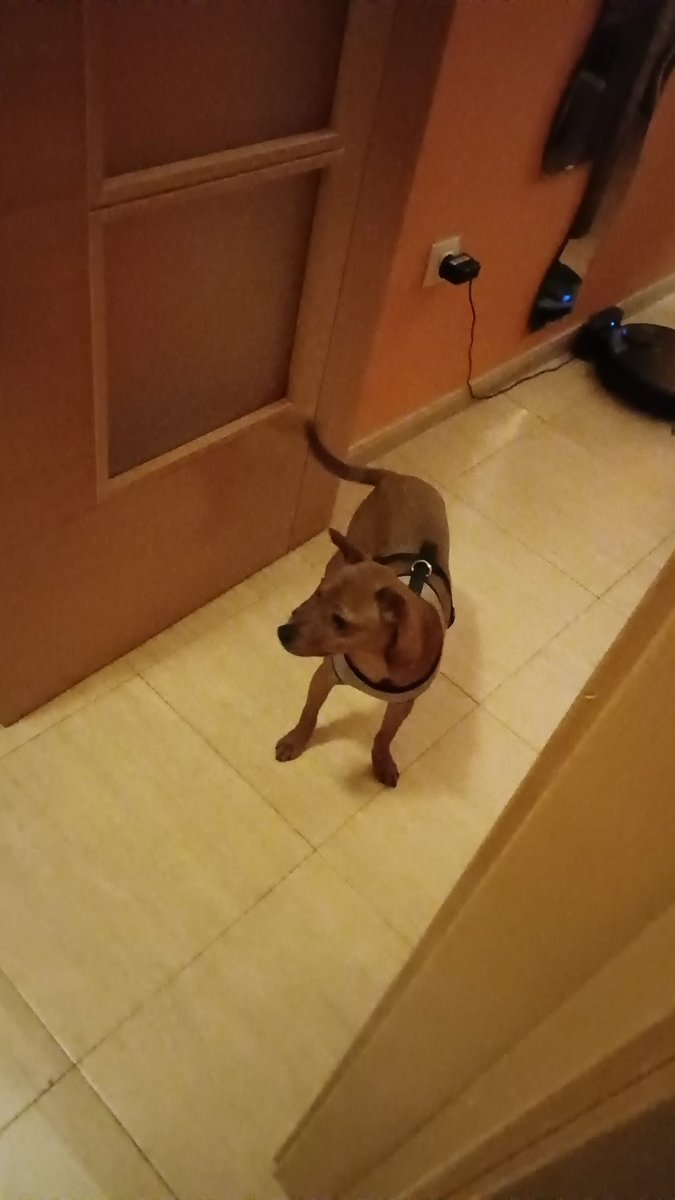 Aleksjandroww's tweet photo. Se regala este perrito. Ha sido rescatado de una persona que estaba tratandole mal. No muerde, es sociable con otros animales incluidos gatos, tiene aproximadamente 5 meses y es cariñoso y agradecido.

Yo tengo dos gatos y un perro y no puedo con más 

Compartir se agradece. https://t.co/ZmAI02aNHg