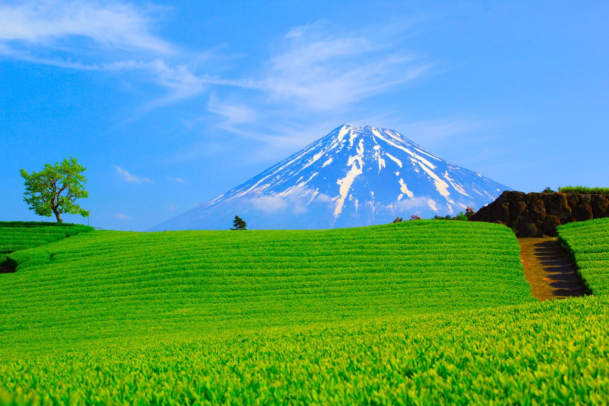 青空と茶畑と富士山