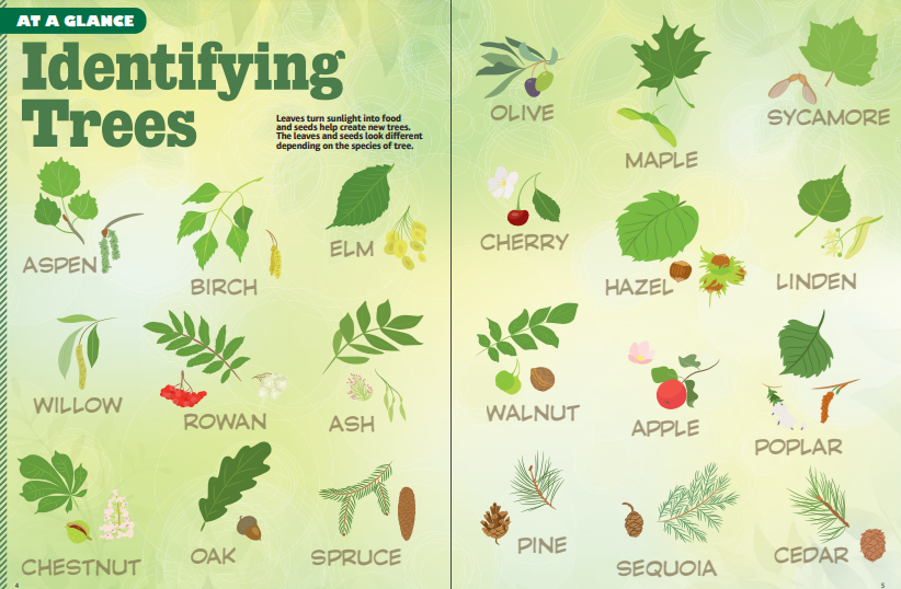 Today is #ArborDay! Do you know how to identify the trees in your own backyard or neighborhood? Here's a handy guide from FACES Magazine! Discover more from FACES: tinyurl.com/ms2t3a4y