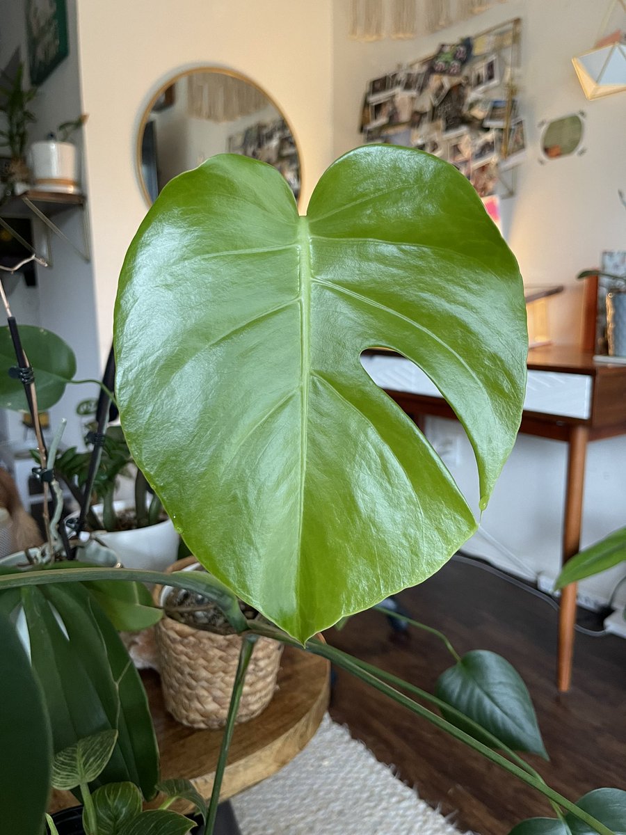 New leaf with a fenestration! Look at this beauty 🥹