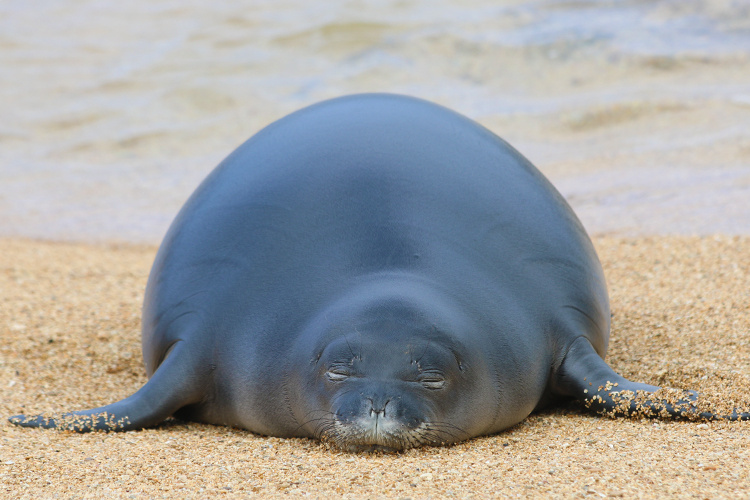 Us after this very eventful week. 😴 See you on Monday when we'll be back to our regularly scheduled programming. #USCoralTaskForce @interior coralreef.noaa.gov