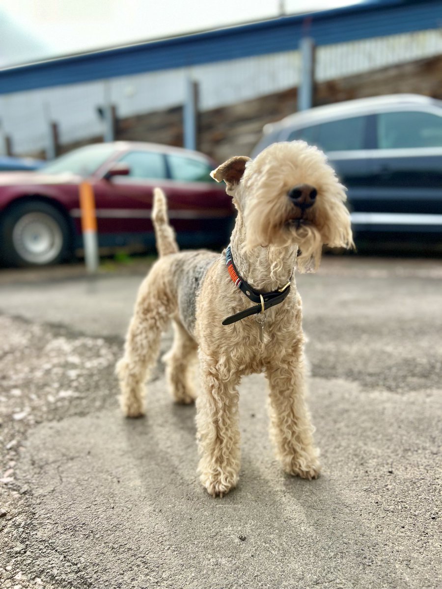 Bertie Lakeland is in here ……. Somewhere ❤️