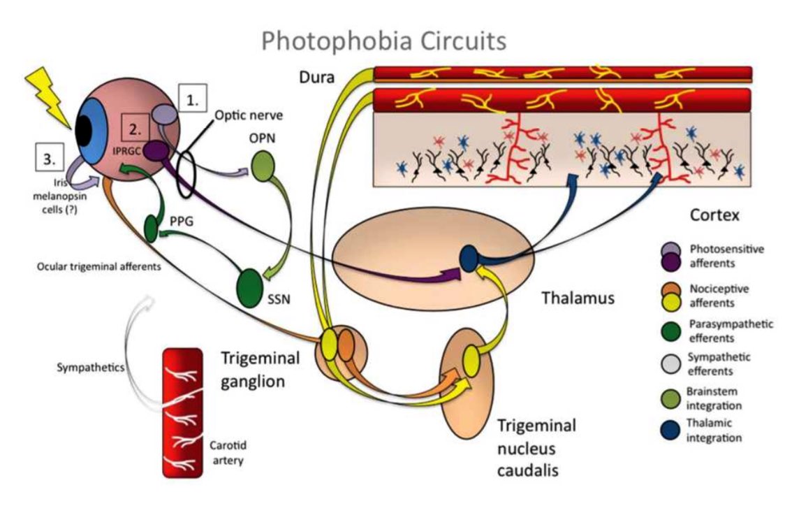 Photophobia Circuits: 

Source: sciencedirect.com/science/articl…