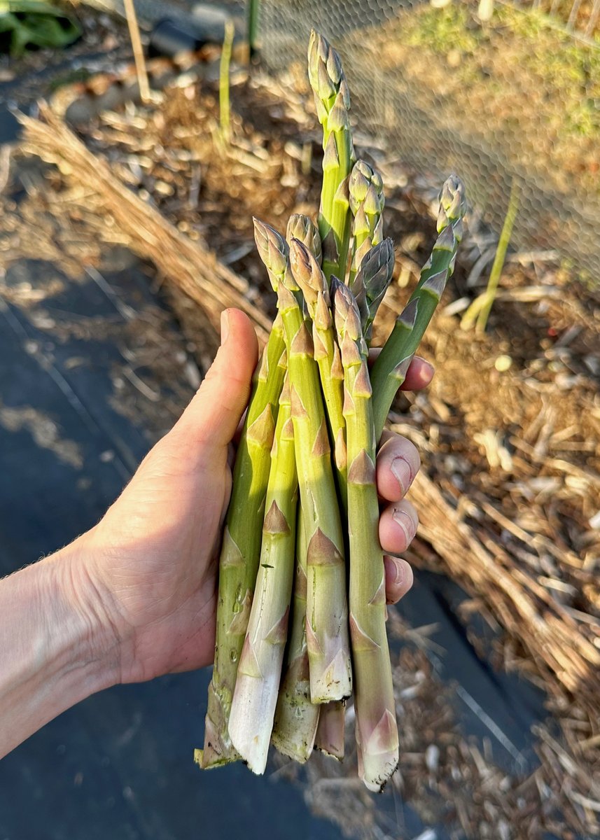 You  can expect to start harvesting your asparagus spears 2-3 years after planting. Harvest when they reach 6–10 inches tall, cutting them off about 1 inch below the soil surface. With each successive year, your  plant productivity and harvest window will increase! 💚🌱