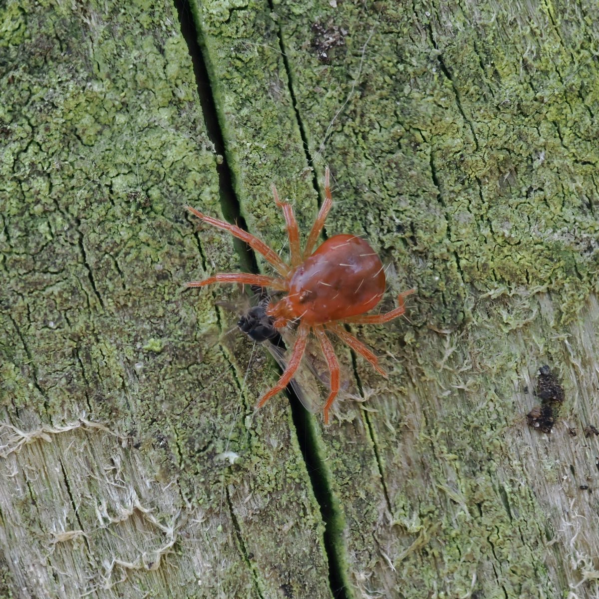 Another member of the #FencePostWildlife community. A tiny red mite of around 1mm long. An Anystis species we think. The two that we saw were on adjacent posts, the first trying to look scary, and the second having a dipteran snack. #mites