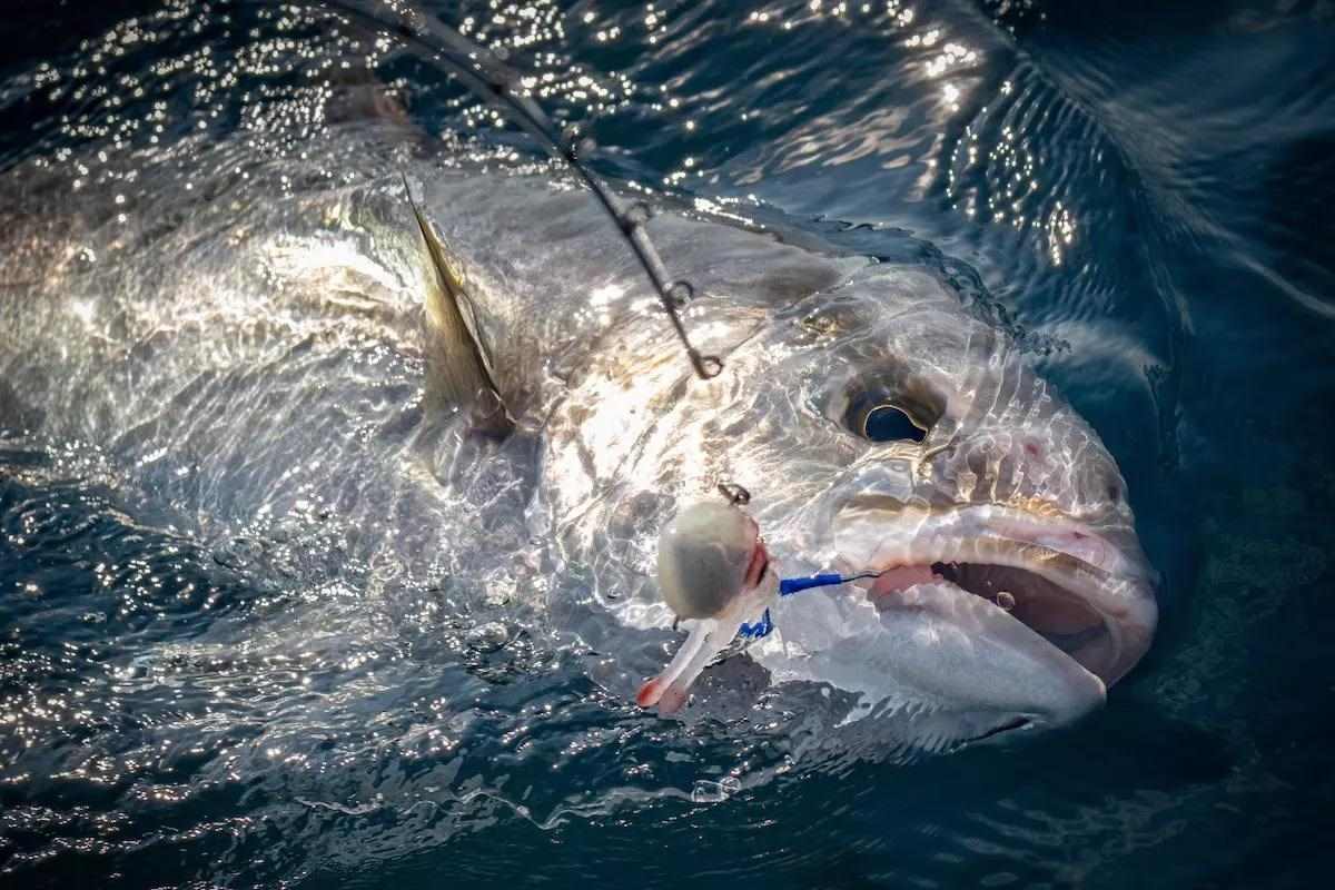 Florida is reopening the recreational harvest of greater amberjack in state waters in the Gulf of Mexico in May. floridasportsman.com/editorial/flor… #floridasportsman #florida #amberjack #floridafihing #saltwater #floridalife
