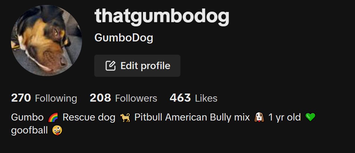 So I made a tiktok for my dog, Gumbo, and in 4 days he's already passed me in followers 😅  

I don't know whether to be proud or feel some type of way 😂  

He's coming for my youtube next!

#dog #pitbull #rescuedog
