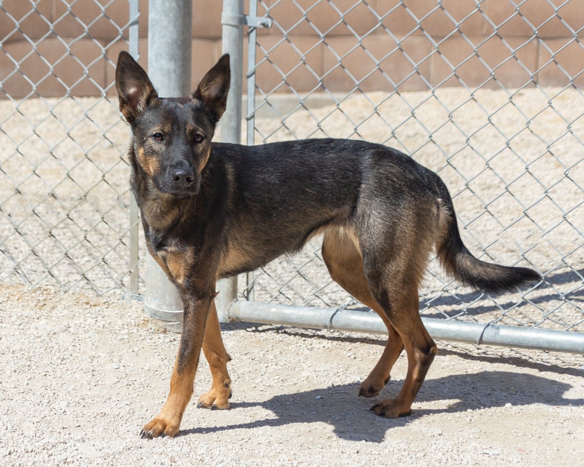 #adoptme Meet Moonpie This friendly little girl is the perfect size. We promise she won’t take up very much space at the end of your bed. Moonpie loves people and loves attention. She is happy to be doing whatever you’re doing. petfinder.com/dog/moonpie-71…