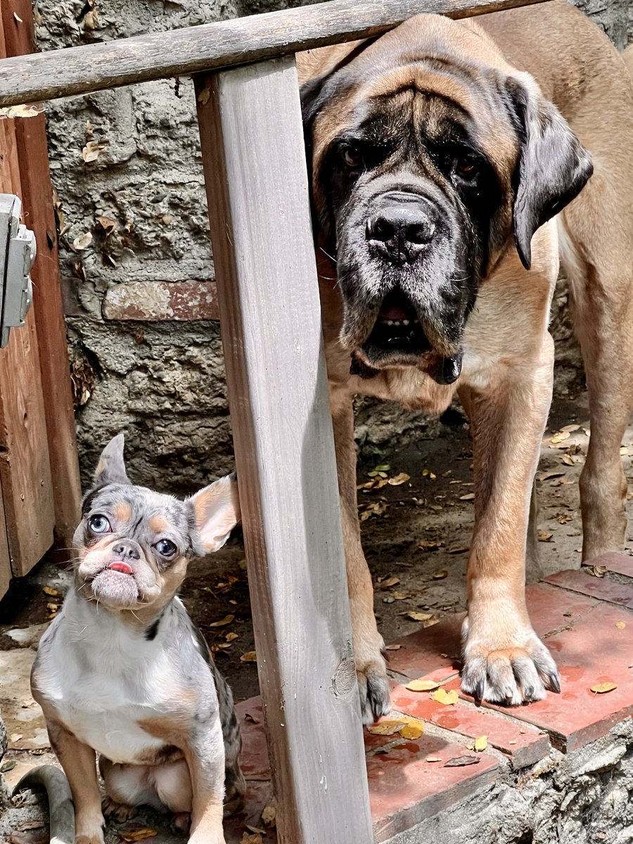 Iconic duo Stetson and Lili at @Rescues_Rock today.