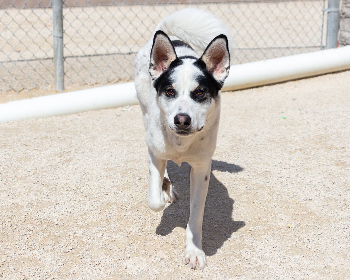 #adoptme Meet Cooper Cooper is a loving and friendly dog who loves nothing more than to play and snuggle up with his favorite people. He is an outgoing and affectionate companion who would fit into most family situations. petfinder.com/dog/cooper-714…