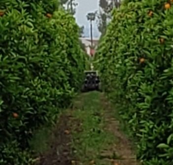 ...on this, right?! NOPE. Because they legit don't give a shit. As I said, they're pullung when the season is over, the citrus in question is brown and yellow, and the citrus is being loaded secretly behind the grove - not suspicious at all. WTF