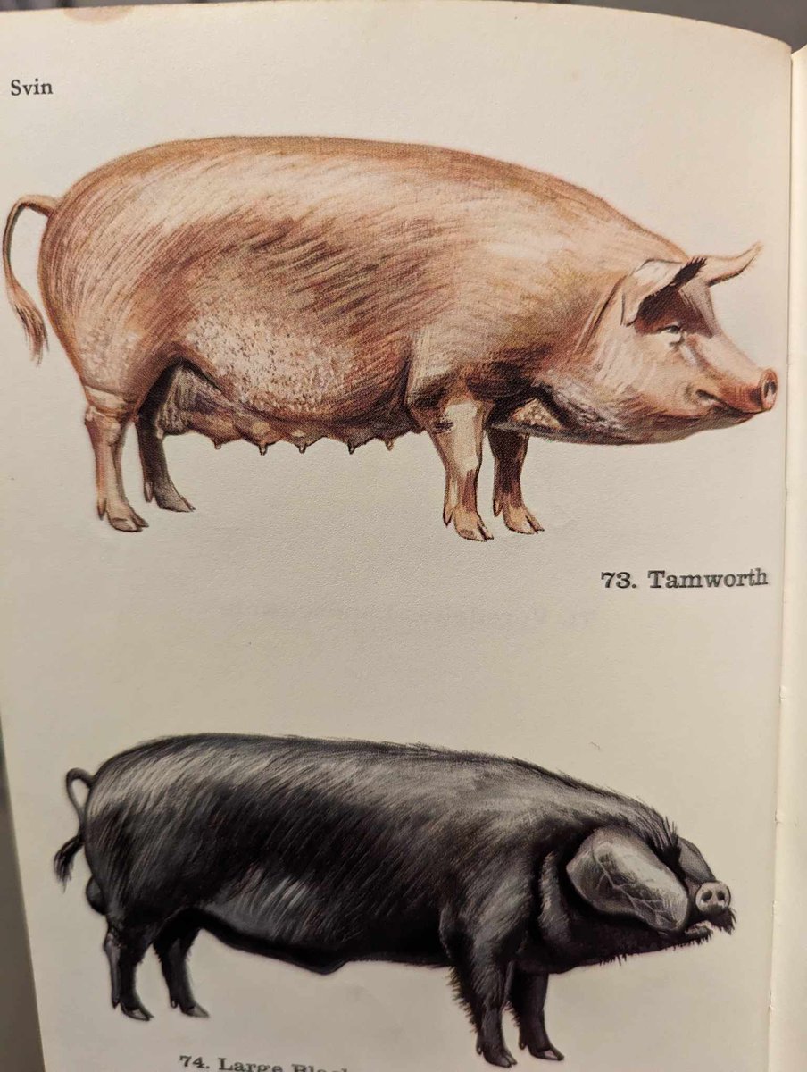 The Tamworth Pig
