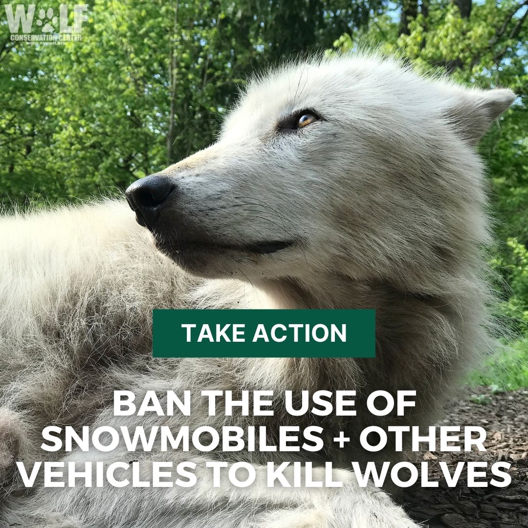 Use your voice + call on @GovernorGordon to ban the use of snowmobiles and other vehicles to kill wolves. The recent torture + killing of a young female wolf in WY was horrific + all too common. Countless wolves are chased down every year. Take action ➡️ bit.ly/3J44TnN