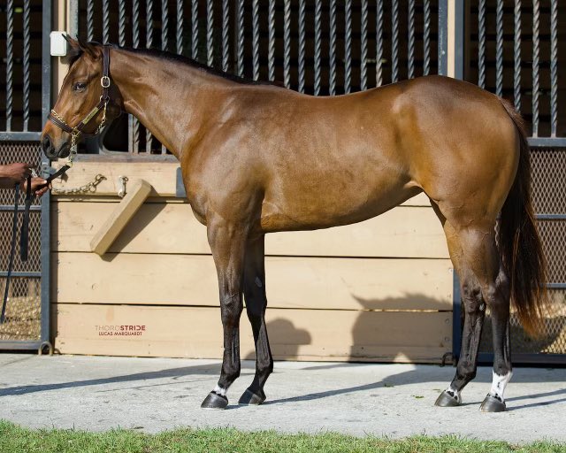 Michael Warnick and Joe Hinkhouse’s Barbara T was named a @theTDN Rising Star 💫 following her 11 3/4 length maiden score this afternoon @keenelandracing! Purchased for $120,000 from @OBSSales March 2023. Congrats to all connections!