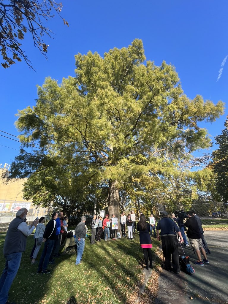 #ArborDay Protecting Cleveland’s tree canopy starts with saving this bald cypress tree the @CityofCleveland & @CLEMetroSchools want to cut down in Cudell Commons Park to make room for a building and parking lot. @MayorBibb @Griff4CLE6 @nigamanths @jennyspencercle @DrWarrenMorgan