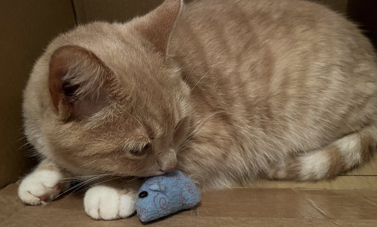 Night night all, me and my oldest toy (Scruffs) are off to bed and look forward to an enjoyable weekend 😻🧡 #CatsOfX #adoptdontshop  #catsprotection #rescuecat #caturdayeve